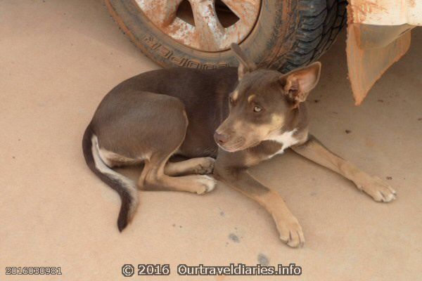 Friendly dog came up for a pat (which she got), Kingoonya, South Australia.