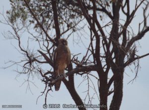 Brown Falcon, near Lake Gairdner, South AUstralia.