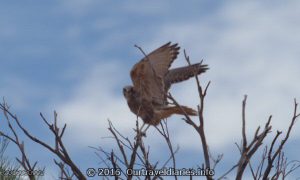 Brown Falcon