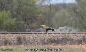 Wedgetail Eagle on the Trans Australian Railway near Tarcoola