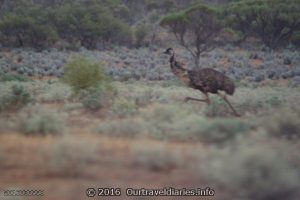 Emu running, near Lake Gairdner, South Australia