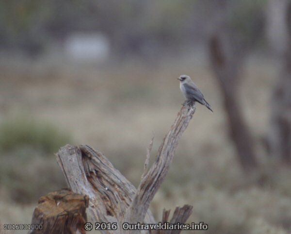 Black-faced woodswallow at Mt Finke along Googs Track