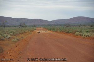 Colors of the outback - 2 Kangaroos jumping across the road, near Gawler Ranges, South Australia
