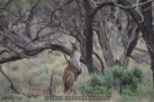 Buck Red Kangaroo keeping an eye on us, Gawler Ranges NP, SA