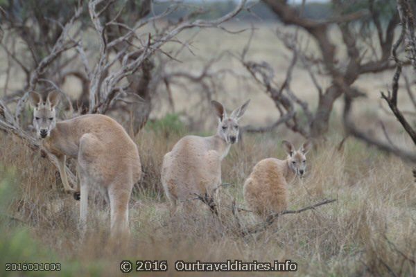 A mob of Kangaroos, Gawler Ranges NP