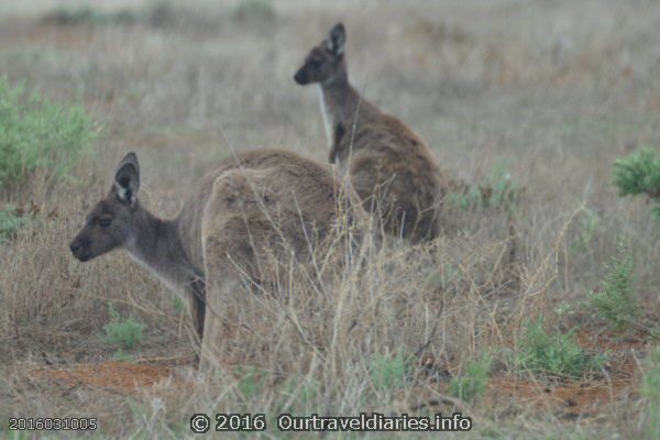 Kangaroos, Gawler Ranges NP