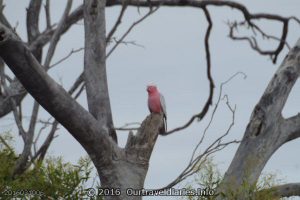 Pink and Gray Galah, Gawler Ranges NP