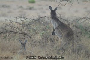 Mum and Joey Kangaroos, Gawler Ranges NP