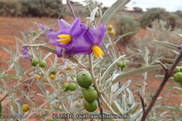 Bush Tomatoes, near Lake Gairdner, South Australia