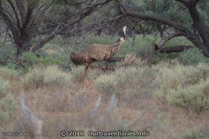 Emu on the move, Gawler Ranges, SA