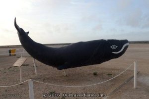 Kondole (Southern Right Whale)