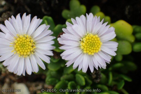 Flowers near the cliffs edge, Nullabor National Park, SA