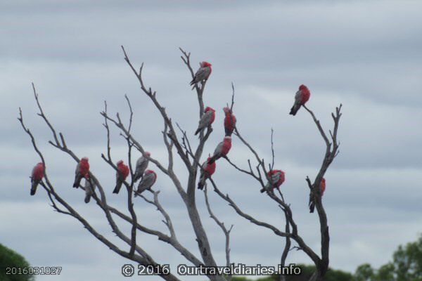 Pink and Grey Galahs having a doze, Eyre Hwy, WA