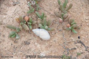 A sea shell on top of the cliffs, Great Australian Bight