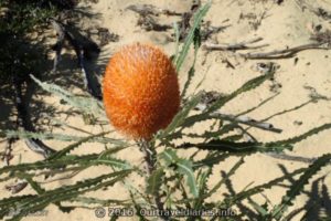 Burdett's Banksia