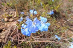 Blue Lechenaultia, Darling Range, WA