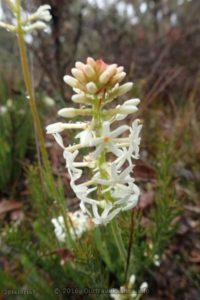 Creamy Candles, Darling Range, WA