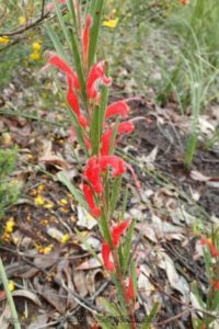 Hairy Jug Flower, Darling Range, WA
