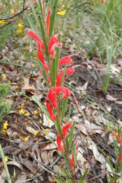 Hairy Jug Flower, Darling Range, WA