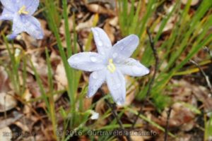 Morning Iris, Darling Range, WA