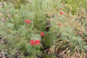 Native Fushia, Darling Range, WA