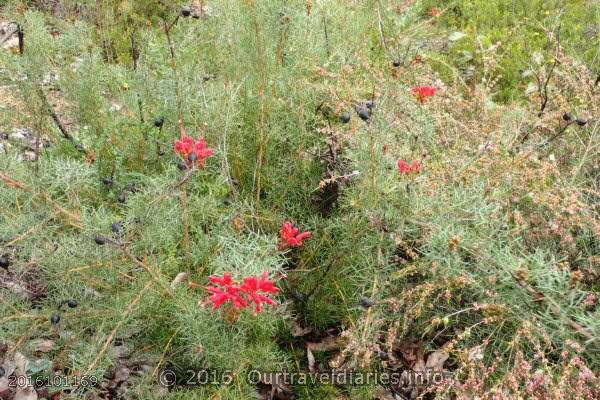 Native Fushia, Darling Range, WA