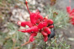 Native Fushia, Darling Range, WA