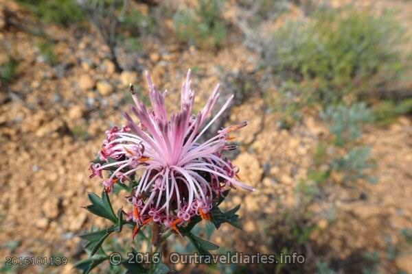Pin Cushion Cone Flower, Darling Range, WA