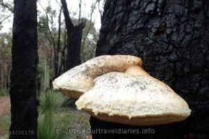 Shelf Fungi, Darling Range, WA