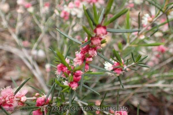 White Myrtle, Darling Range, WA