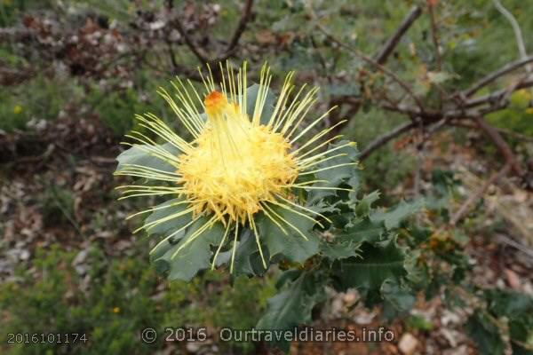 Urchin Dryandra, Darling Range, WA