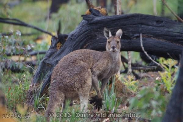 Western Grey Kangaroo, Darling Range, WA