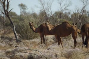 Camels, the road between Laverton and Docker River is inundated with them