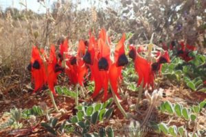 Marlu Kuru Kuru (Sturt's Desert Peas)