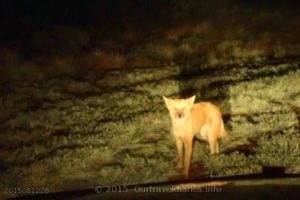 A curious dingo pup, taken along the Luritja Road, NT