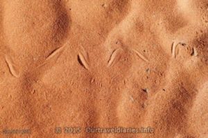 Tracks in the desert sand