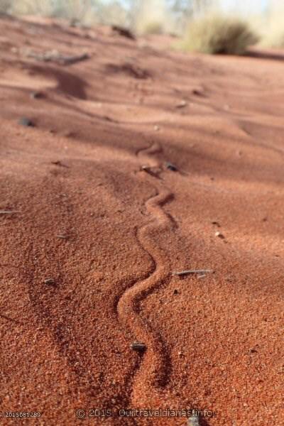 Reptile tracks in the sand