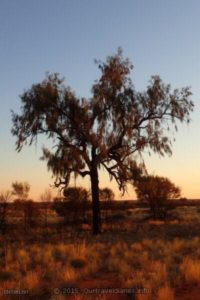Desert Oak in the Chambers Pillar Historical Reserve, NT.