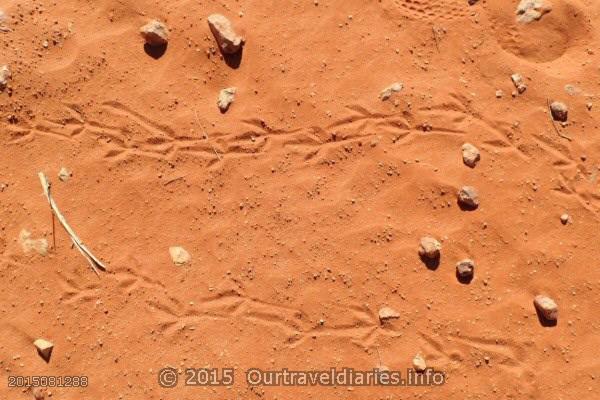 Bird tracks in the sand, Near Chambers Pillars, NT