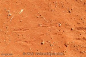 Marsuppial tracks in the sand, Near Chambers Pillars, NT