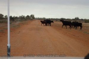 Caution! cows on the road.