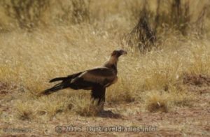 A young Wedge Tailed Eagle about 20kms south of Alice Springs