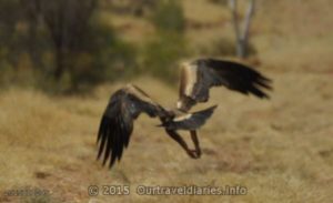 Lift off - A young Wedge Tailed Eagle takes flight about 20kms south of Alice Springs
