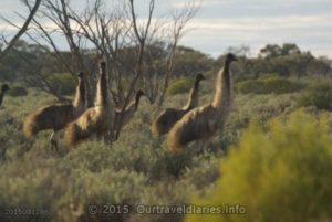 Emus near Lake Everard, South Australia.