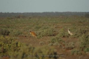 Two Kangaroos, South of Kingoonya, South Australia