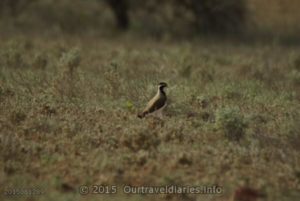 Banded Lapwing -South Australia.
