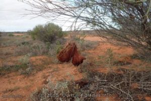 near Lake Gairdner, South Australia.