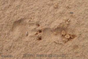 Footprint of a Wombat near Lake Everard, South Australia