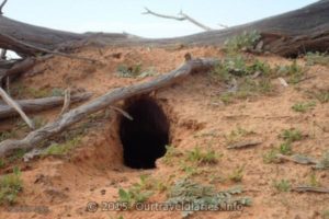 One of several Wombat burrows we saw near Lake Everard, South Australia