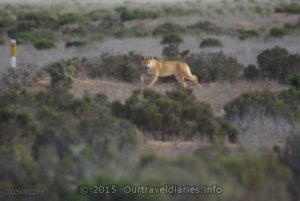 A curious Dingo (yellow dog), along the Old Eyre Highway